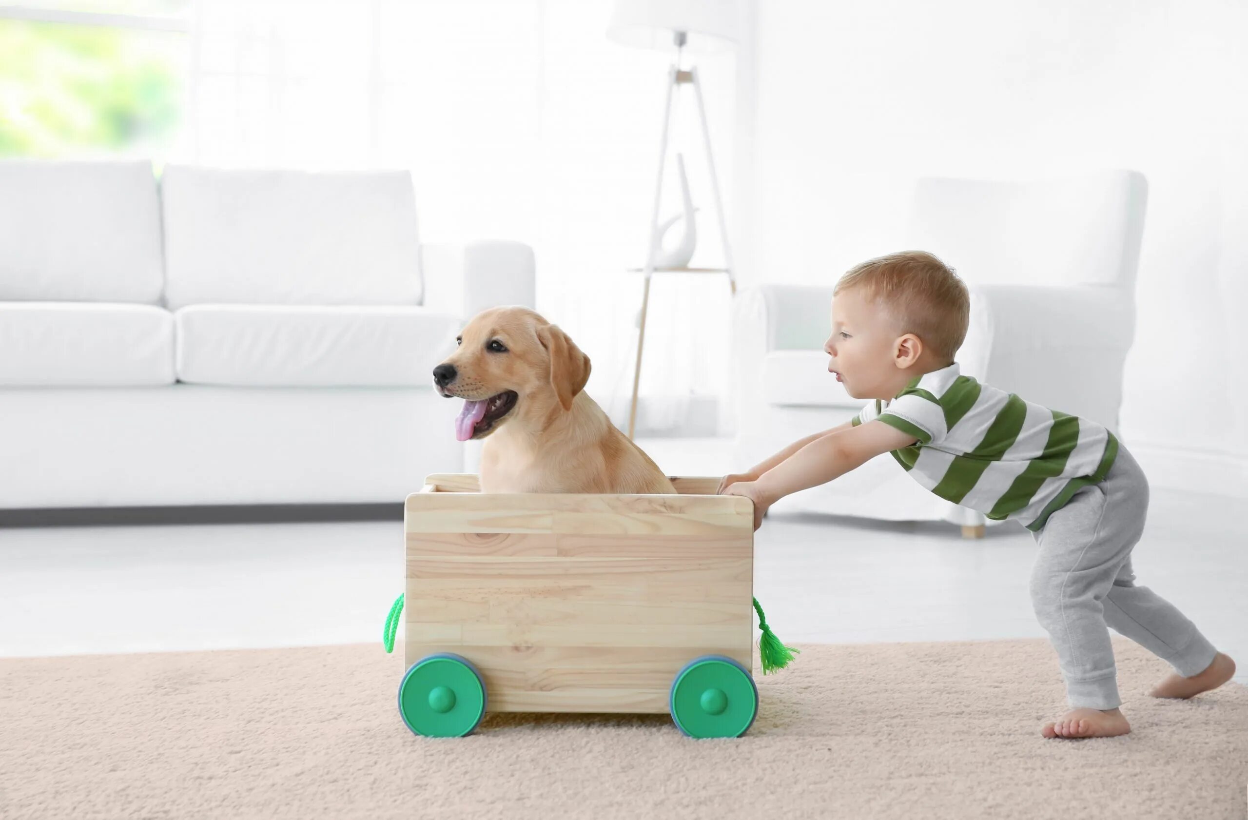Pets at home