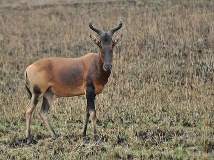 Hartebeest