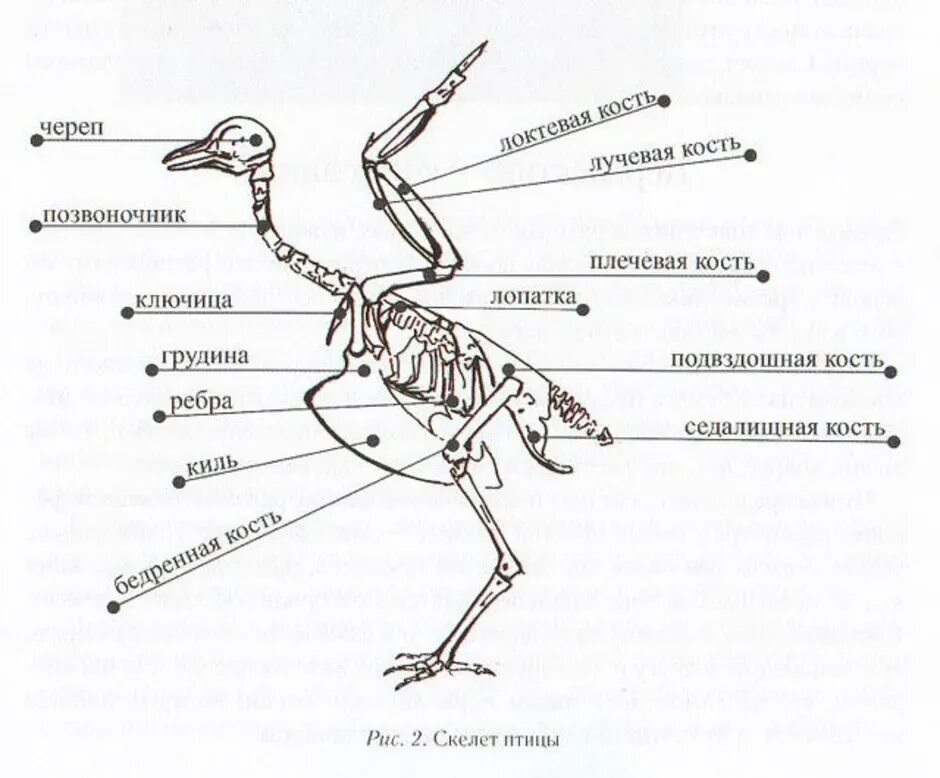 Скелет птицы спереди. Скелет птицы схема биология 7 класс. Внутреннее строение аистообразных. Строение скелета птицы схема.