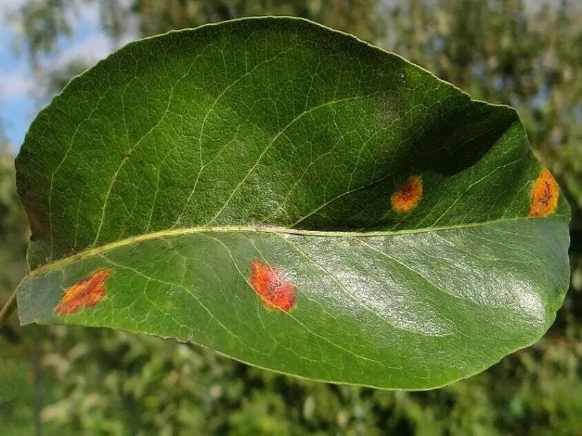 Красные пятна на листьях. Gymnosporangium sabinae. Ржавчина яблони Gymnosporangium tremelloides Hartig. Gymnosporangium sabinae ржавчина груши. Грибок Gymnosporangium sabinae.