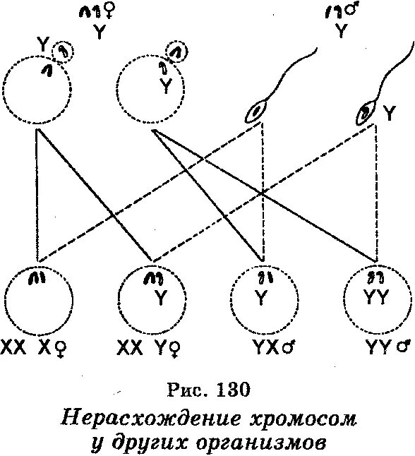 Нерасхождение хромосом. Нерасхождение половых хромосом. Механизм нерасхождения половых хромосом. Болезни связанные с нерасхождение хромосом. Геномные нерасхождение хромосом в мейозе