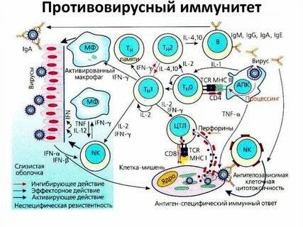 Механизмы ускользания бактерий от иммунной элиминации