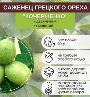 Орех сорт идеал отзывы