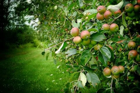 This is apple tree