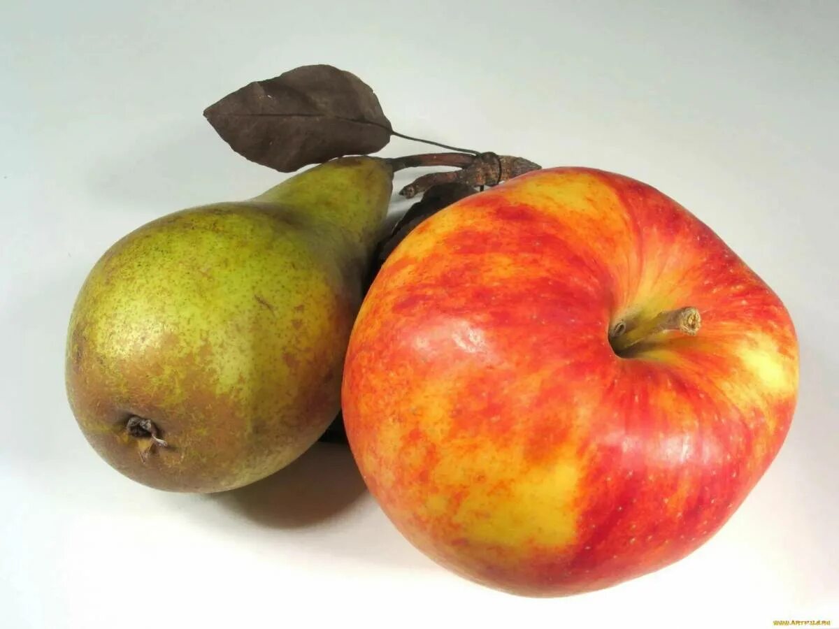 Яблоня и груша видео. Яблоко. Фрукты яблоки груши. Яблони и груши. Яблочная груша.