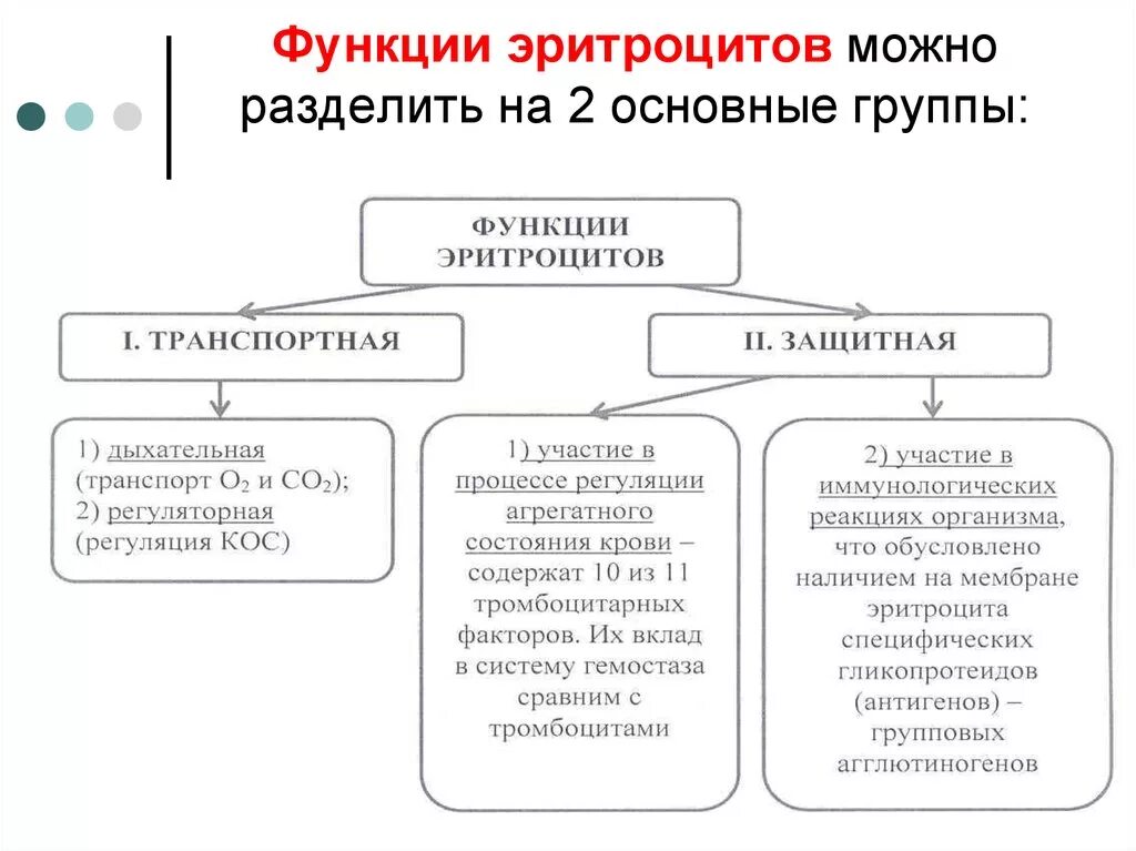 1 функции эритроцитов. Главные функции эритроцитов. Защитная функция эритроцитов. Основнафункция эритроцитов. Основная функция эритроцитов.