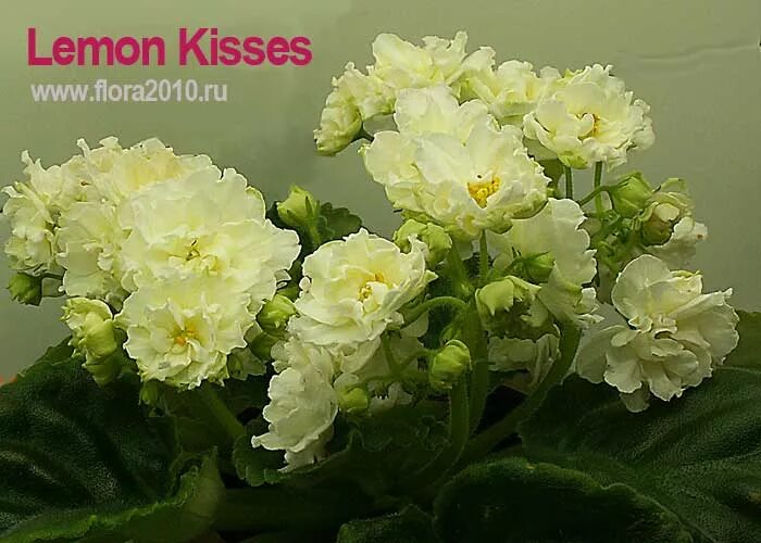 Фиалка лимонная. Фиалка Lemon Kisses. Фиалка сорт лимон. Фиалка Lemon Kisses (Sorano). Фиалка лимонный поцелуй.