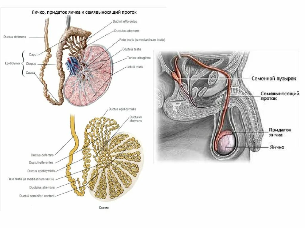 яички мужчин анатомия. анатомия семенников. яички мужчин анатомия. строение яичка семенной канатик. строение яичка белочная оболочка.