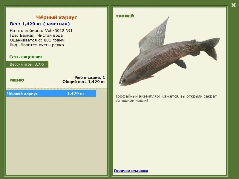 хариус байкальский. отличие форели от хариуса. рыбалка на пелядь. черный байкальский хариус реальная рыбалка. какую рыбу на что ловить.