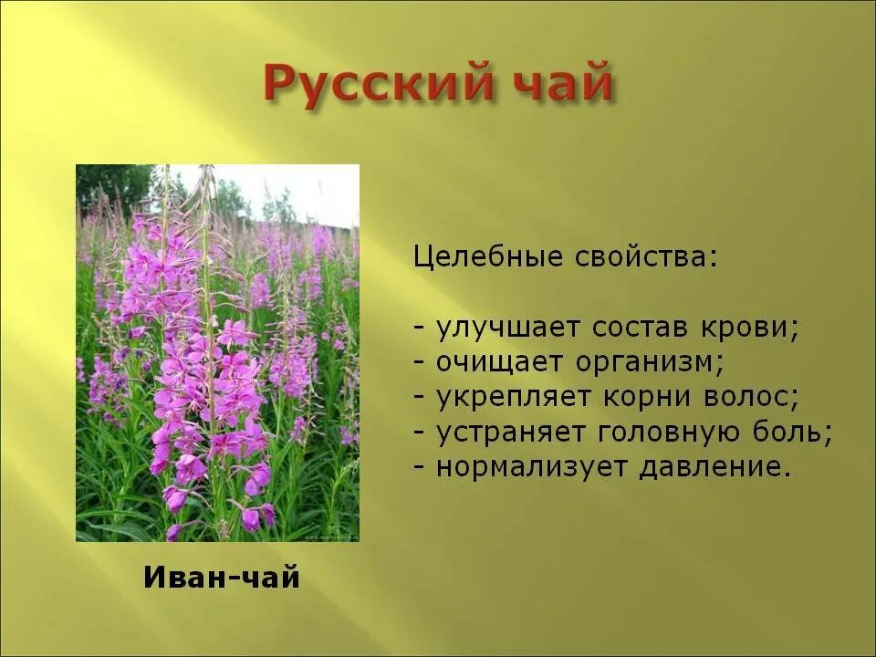 Иван чай описание фото Описание растения иван чай