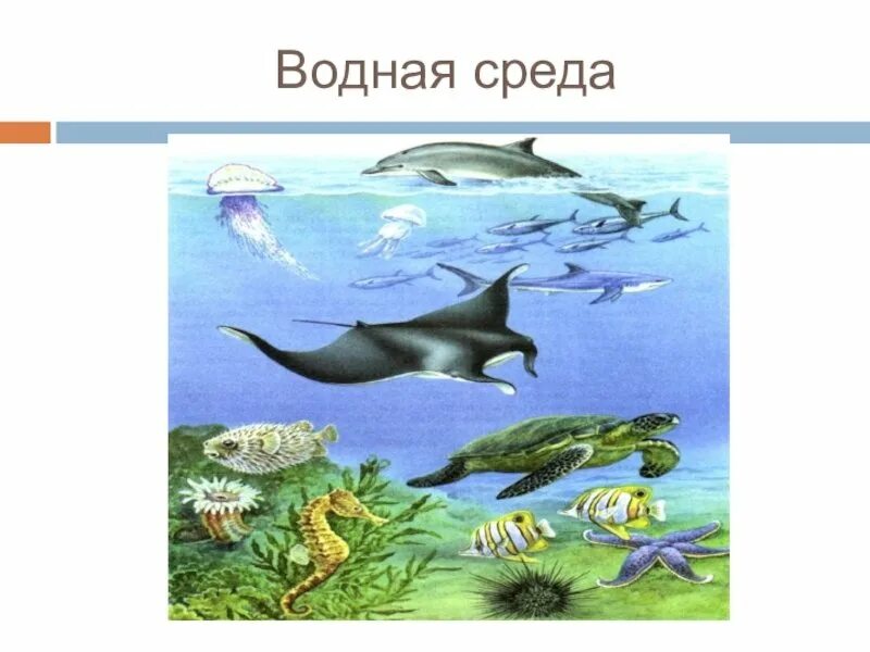 Живые организмы в почвенной среде. Как живые организмы обитают в почве ответ. Организмы в почве. Живые организмы обитающие в почве. Организмы почвенной среды обитания.