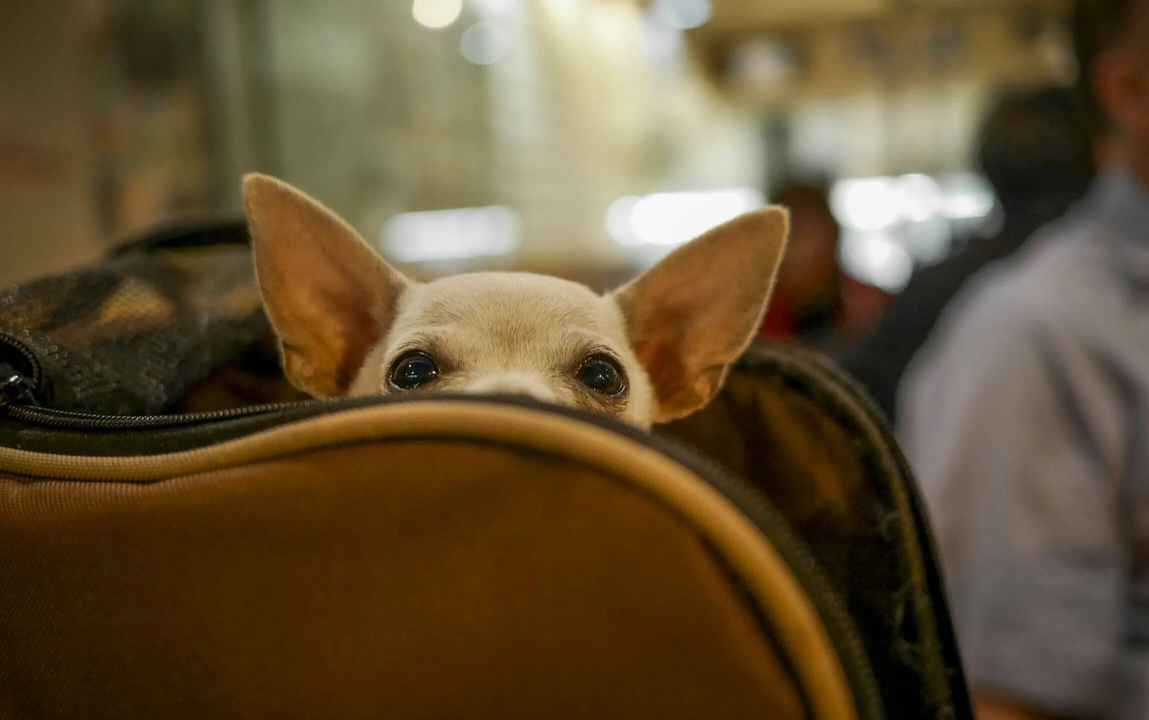 Собака в самолете. Путешествие с собакой на самолете. Чихуахуа в самолете. Чихуахуа в аэропорту. Lets pet