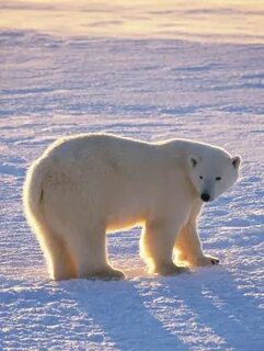 B ours