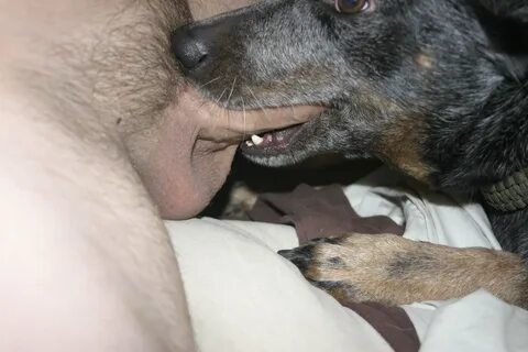 Pokaz slajdów Gif z psem ssącym ludzkiego penisa.