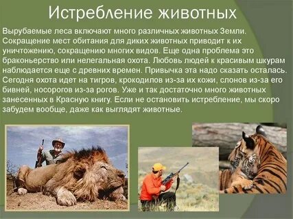 Хищнический предложение