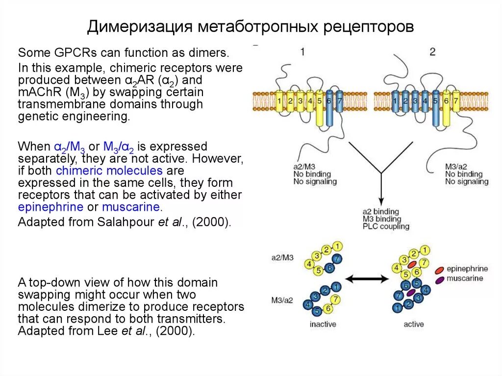 Димеризация это. Димеризация рецепторов к гормонам первого класса необходима для:. Метаботропные рецепторы схема. Метаботропные рецепторы механизм. Димеризация рецептора это.