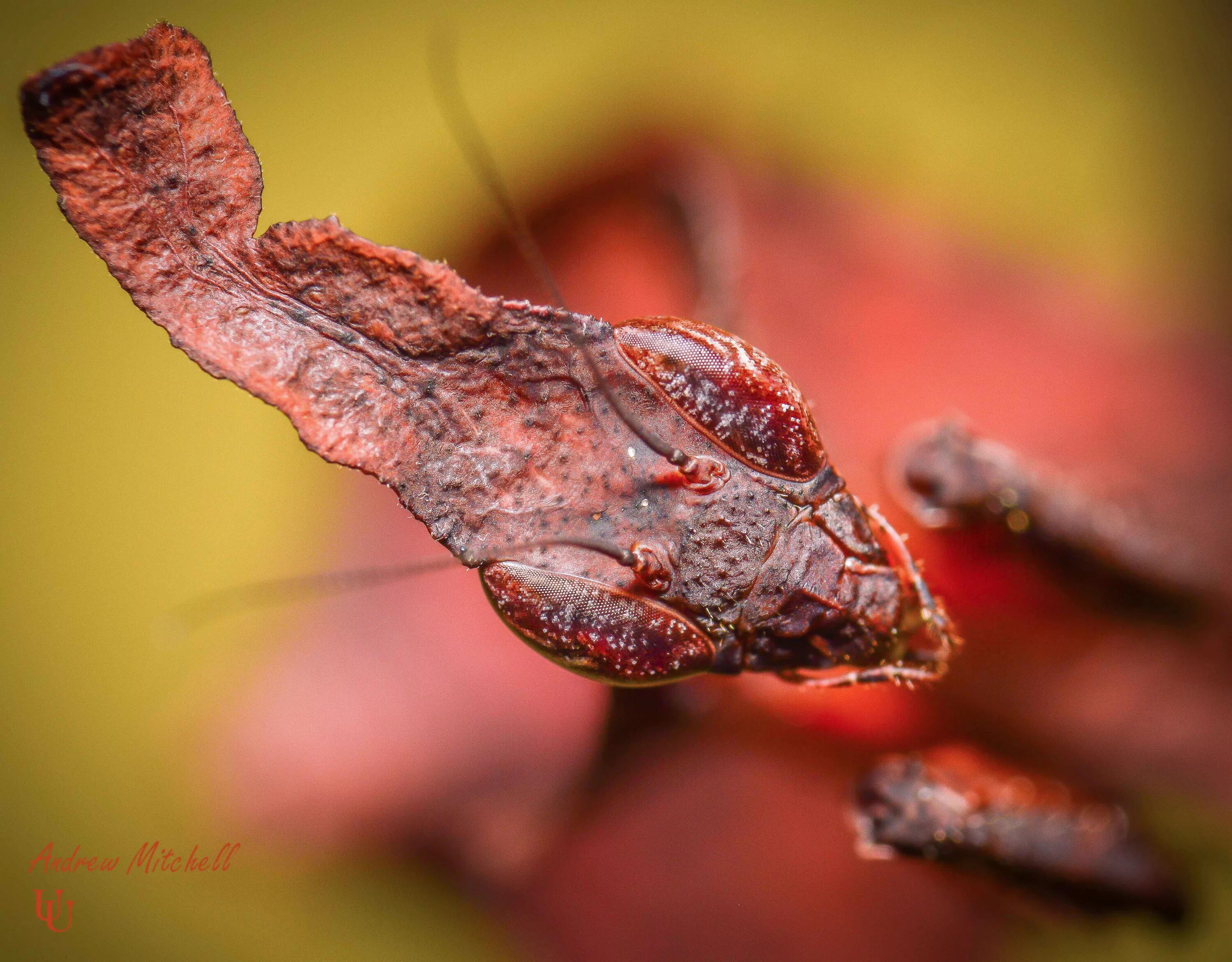 Богомол призрак. Богомол Phyllocrania paradoxa. Оотека богомола призрака. Ghost Mantis (Phyllocrania paradoxa).