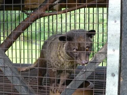 Brother musang