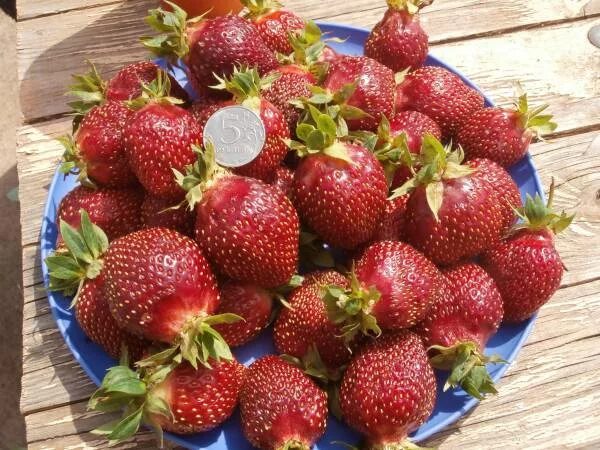 Fragaria a. Клубника мамочка. Клубника итальянской селекции. Клубника мамах. Клубника мамах.