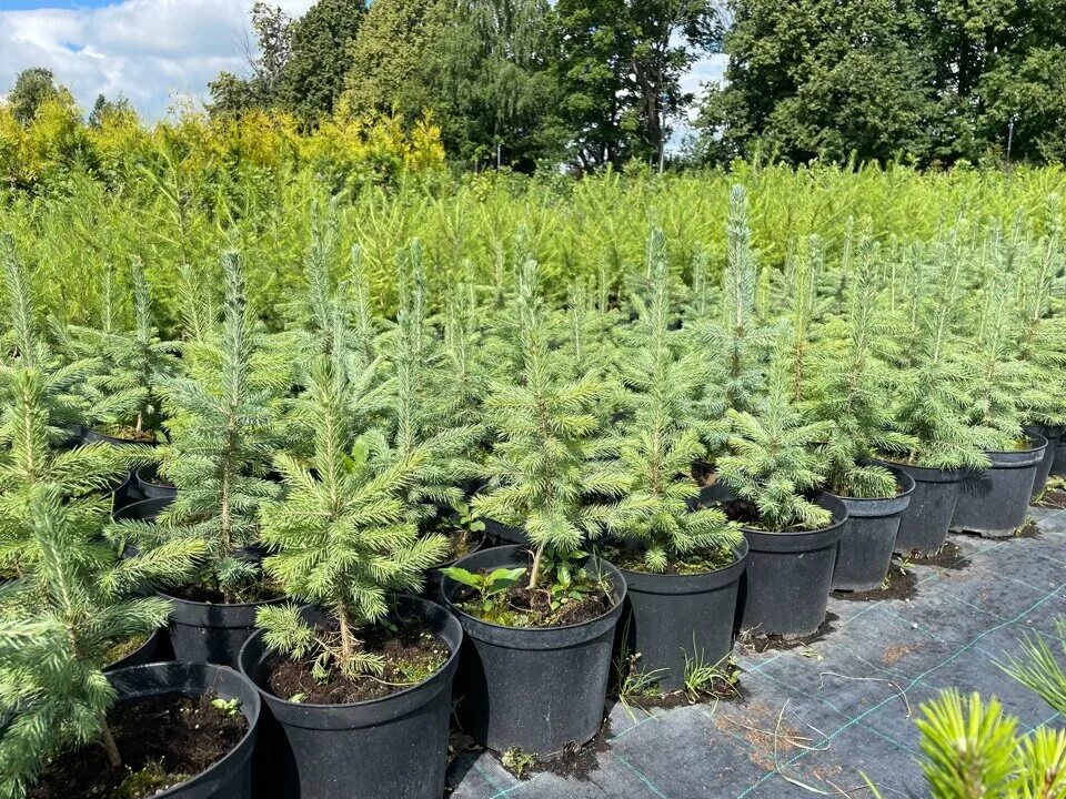 Заокские питомники серпухов. Тульский питомник растений. Питомник растений в тульской области. Сочинский питомник декоративных растений. Питомник растений в тульской области ясногорский.