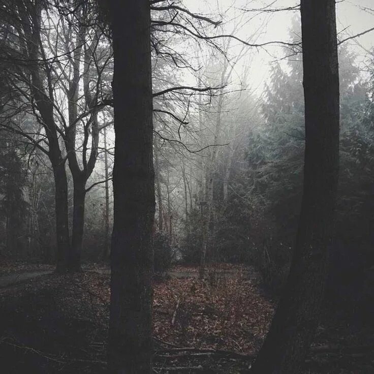 Чувство темный лес. Dark forest aesthetic. мрачный лес. эстетика мрачного леса. темная природа эстетика.