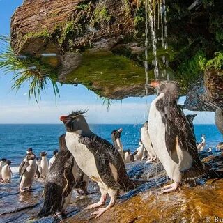 Environment animals