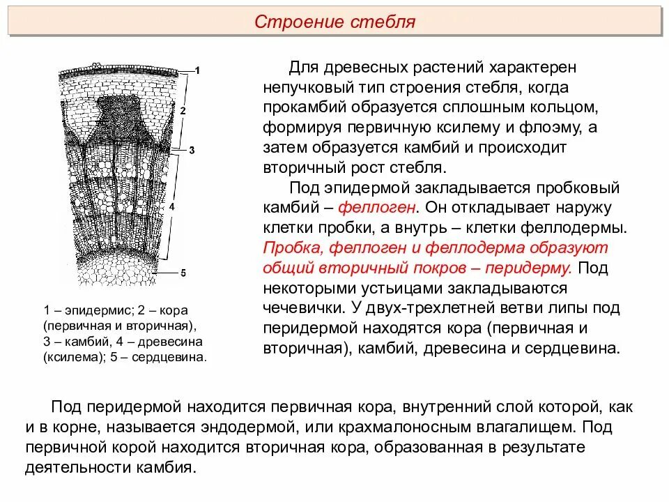 Строение первичной коры стебля. Строение побега Ксилема. Строение стебля Ксилема и флоэма. Укажите признаки характерные для флоэмы