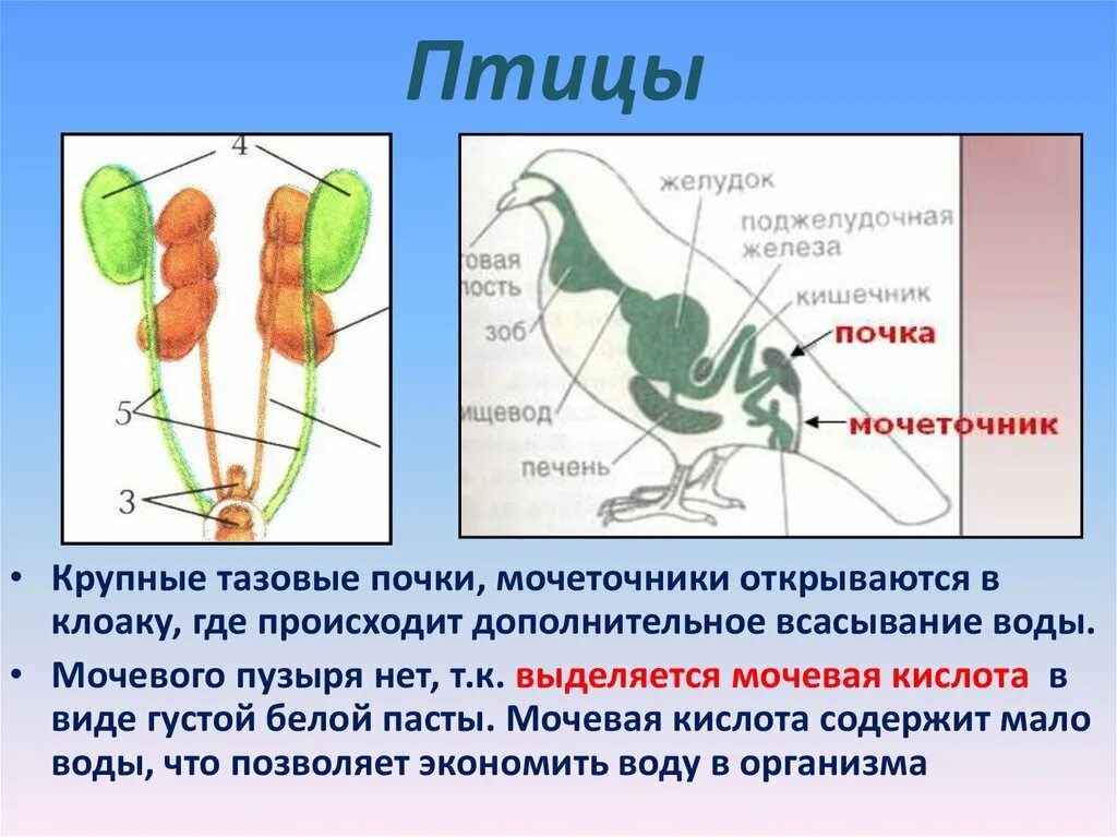 Выделительная система птиц. Органы выделительной системы птиц. Строение выделительной системы птиц. Выделительная система пресмыкающихся.