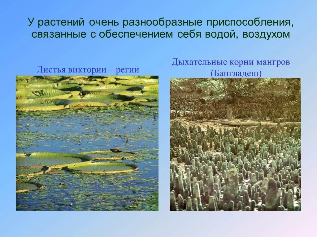 Адаптации растений к водной среде. Приспособления растений к водной среде. Приспособление к жизни в водной среде. Растения в водной среде и их приспособления.