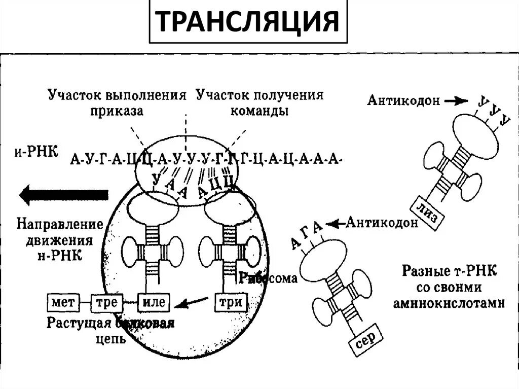 Трансляция процесс синтеза белка. Схема трансляции синтеза белка. Синтез белка трансляция элонгация\. Процессы трансляции биосинтеза белка.