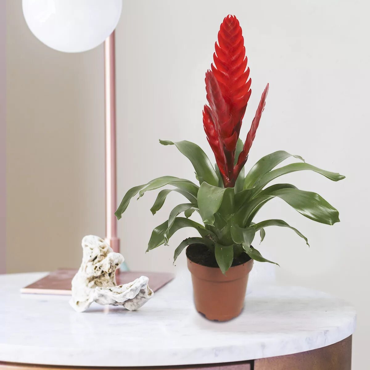 Вриезия LuxuryPlants Зеленый, 12 дм, 1 шт - купить по выгодной цене в интернет-м