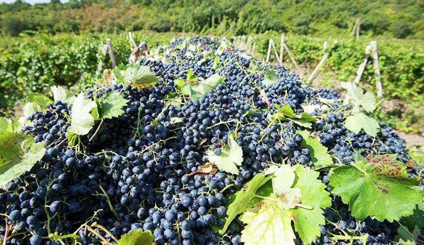 Виноград технически бордовый для вина. Сорт винограда аттика. Виноград на вино авито. Виноград на вино авито. Мерло сорт винограда.