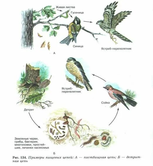 Цепь питания с дождевым червем. Цепь питания ястреба перепелятника. Схема круговорота веществ в природе с синицей. Детритная пищевая цепь елового леса. Цепи питания биоценоза.