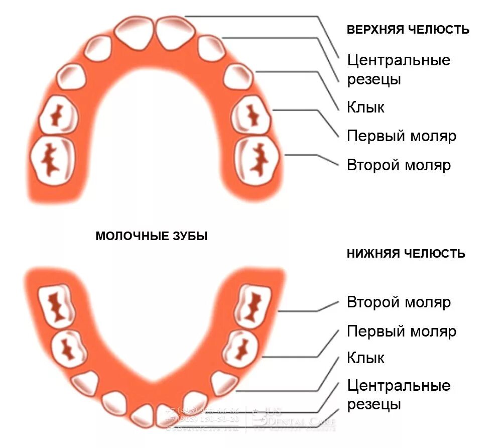 Как узнать какой зуб. Зубы у ребенка 6 лет моляр. Моляры премоляры схема зубов. Зубы у детей схема.