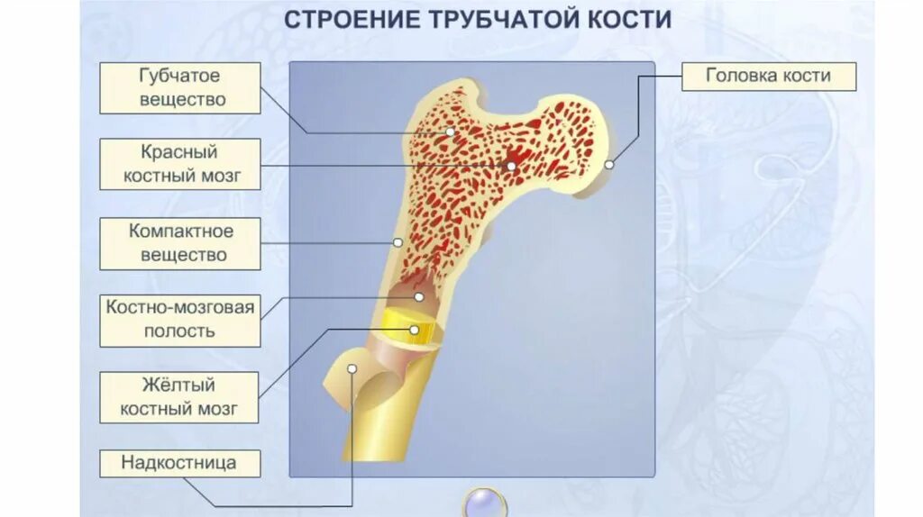 Трубчатые 2 губчатые. Строение трубчатой кости рисунок. Строение трубчатой кости биология 8. Трубчатая кость строение рисунок. Схема строения кости 8 класс.