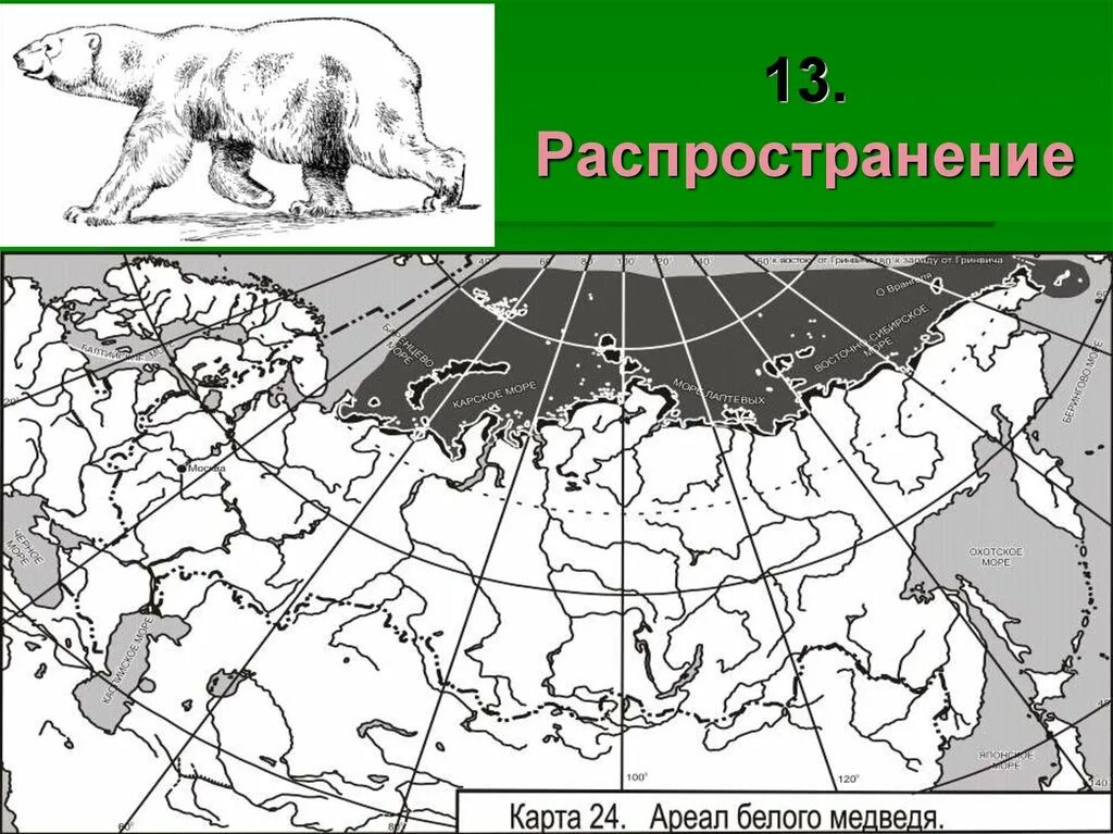 Ареал обитания медведей. Ареал обитания бурого медведя в России на карте. Медведи бурые ареал ареал обитания. Ареал бурого медведя в России. Как можно объяснить ареал обитания белого медведя