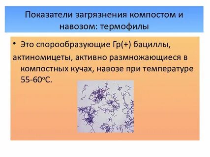 Термофилы