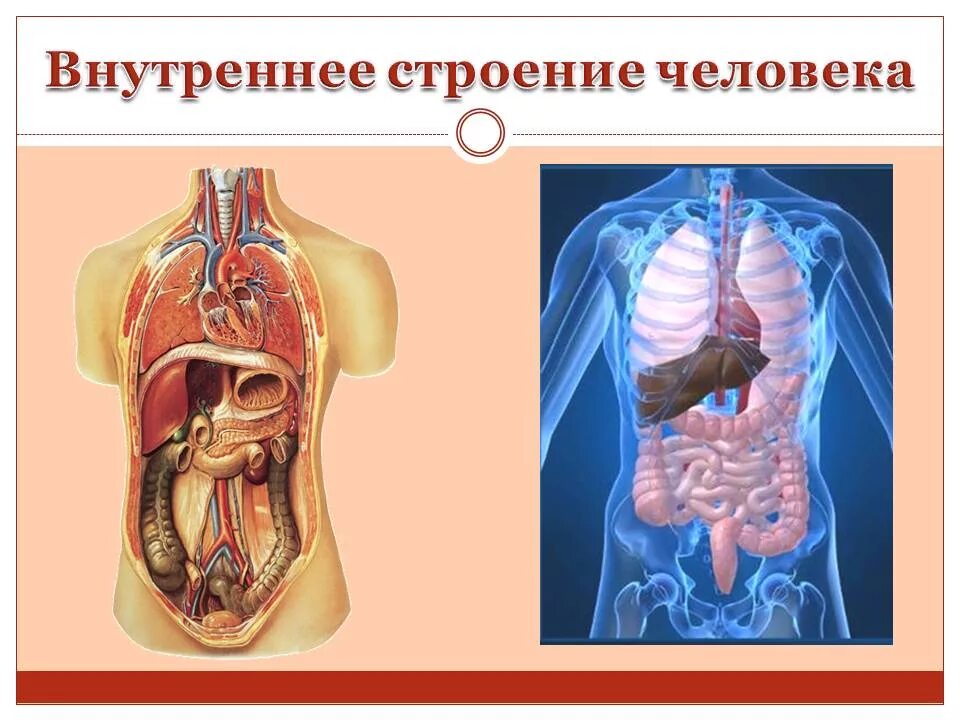 Макет строения внутренних органов человека. Строение человека. Внутреннее строение тела человека. Организм человека схема. Строение человека внутри.