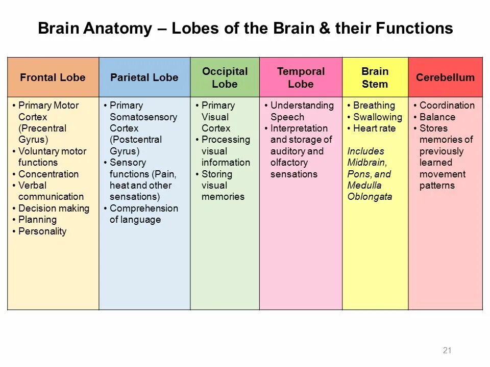 Brain capabilities. Brain structure and function. Brain functions. Parts of Brain and their function. Brain Anatomy and functions.