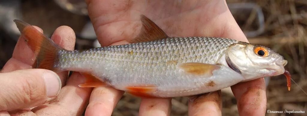 Род плотва. Род плотва. Сорожка большая. Плотва rutilus rutilus. Плотва чебак сорога вобла.