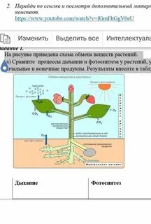 Процесс иллюстрирующий рост у растений