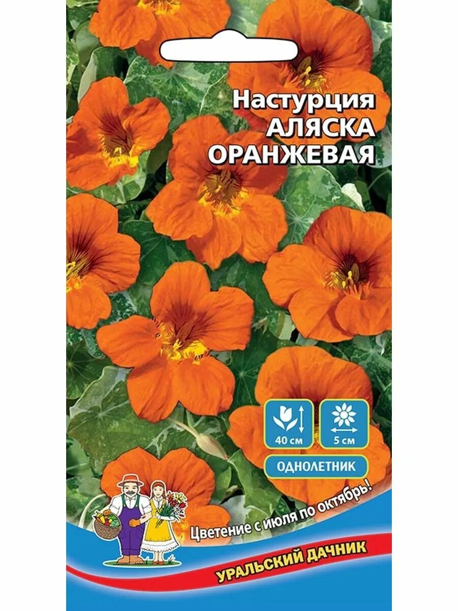 Настурция аляска. Настурция сорт Аляска. Сорт Аляска наснастурция. Цветы настурция однолетник Аляска. Настурция Аляска Золотая.