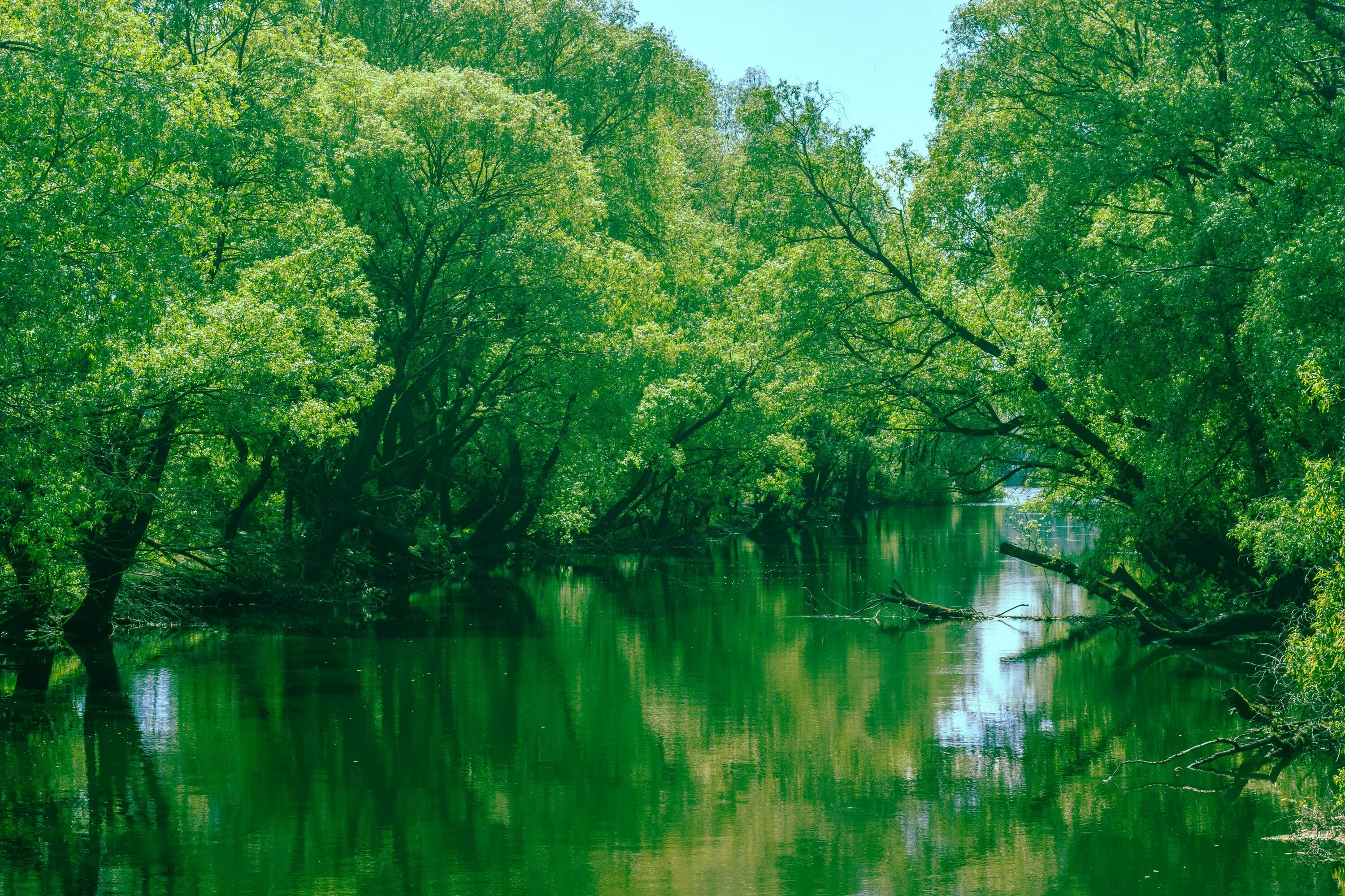 Лаба зеленая. Зеленая река. Красивые реки в зеленом фоне. Река зелень. Речка с зеленью.