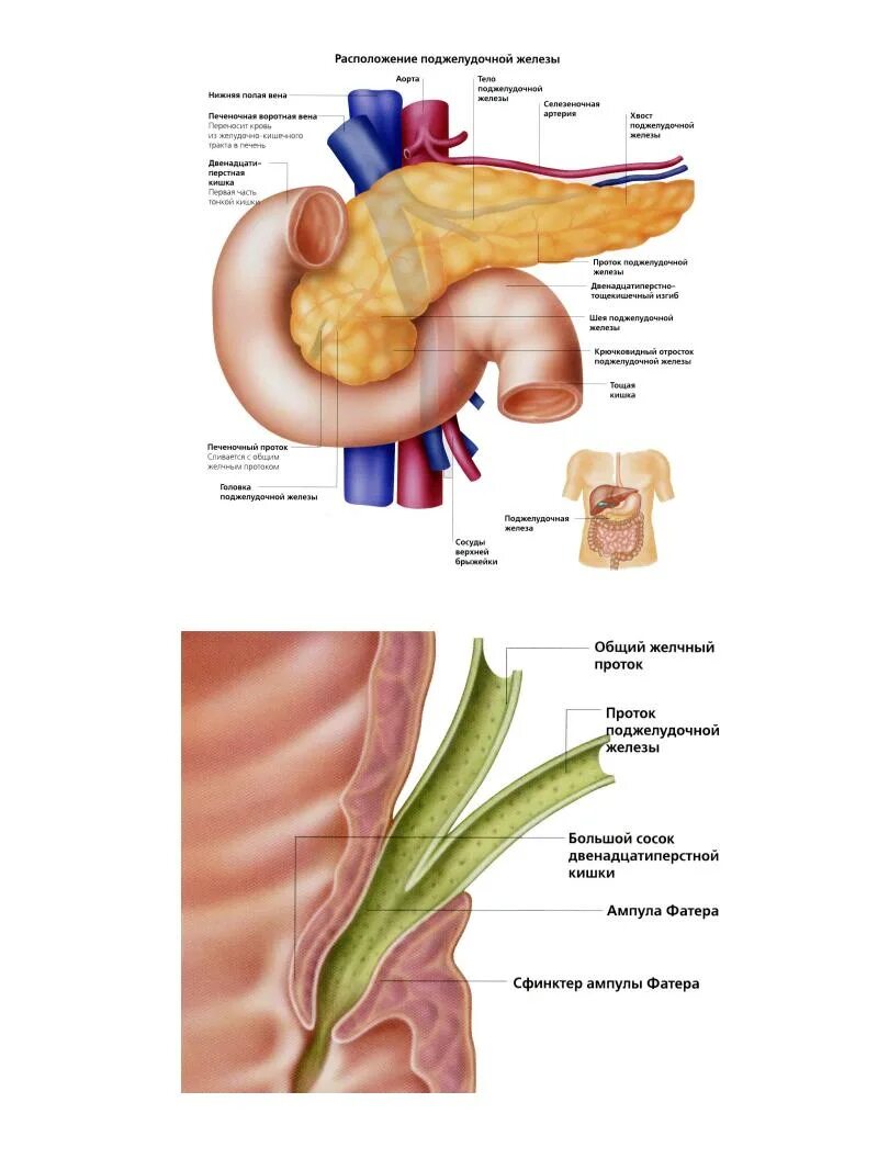 Пищеварительные железы строение. Анатомия и физиология пищеварительных желез. Поджелудочная железа местоположение. Большие пищеварительные железы человека.