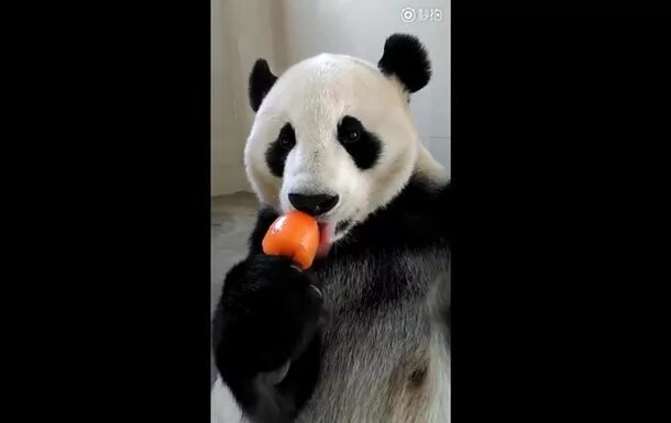 Панда правда покорила. Панда кушает. Мороженое Панда. Панда ест клубнику. Панда ест апельсин.