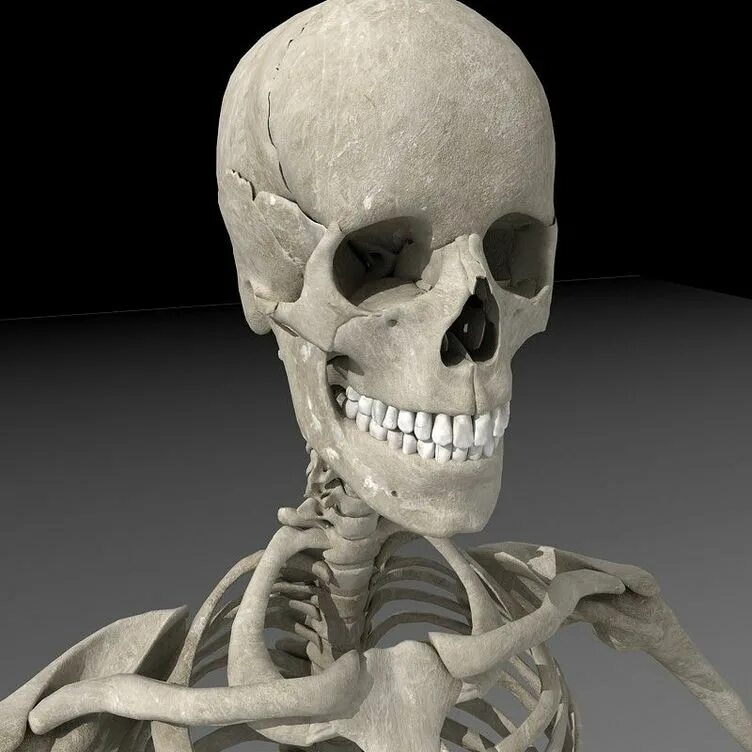 Скелет. Скелет человека.