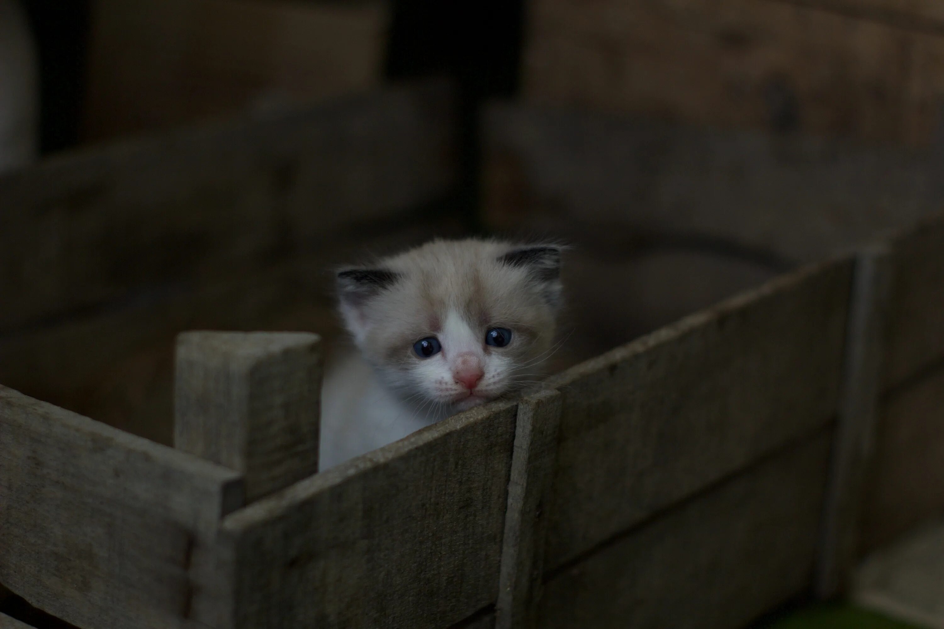 Tinycat video