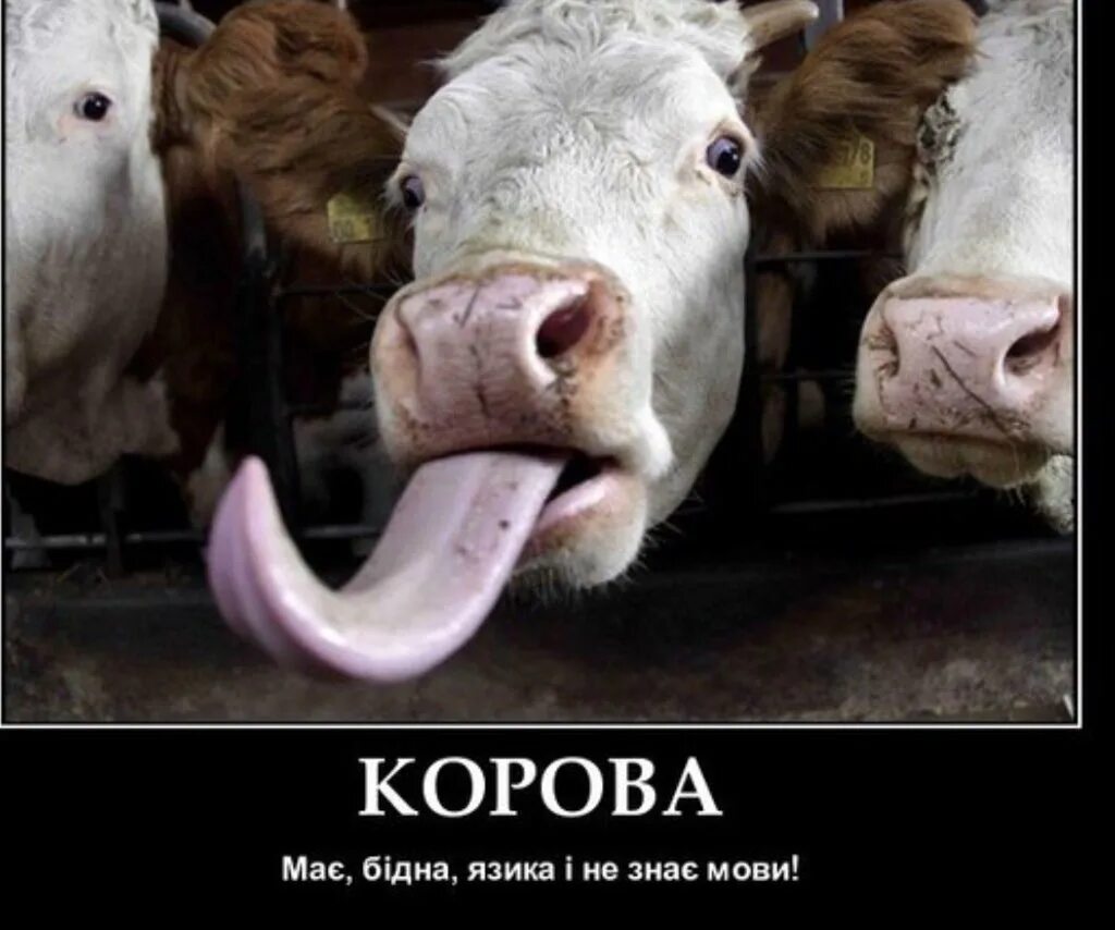Корова языком слизнула значение фразеологизма. Язык коровы. корова языком слизала. язык теленка.