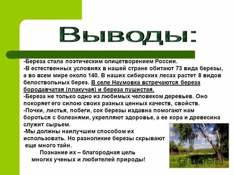 почему берёза символ россии кратко. береза вывести. стала береза. почему берёза символ россии. берёза символ россии для дошкольников.