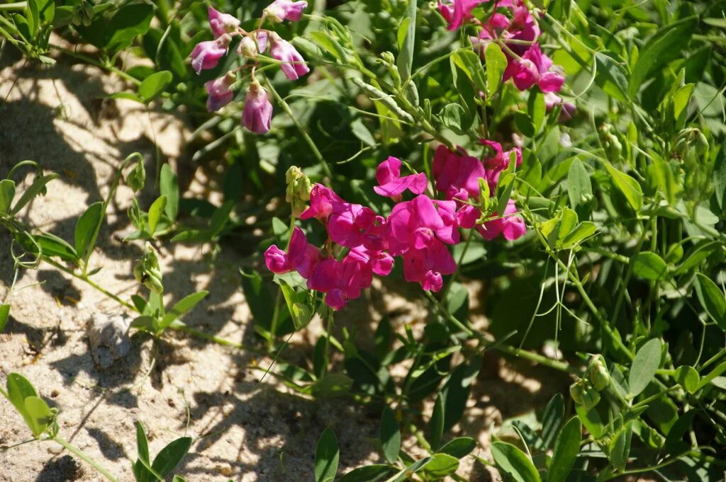 Чина клубневая (Lathyrus tuberosus l). Кислица клубненосная. Сорняк чина клубненосная. Чина клубеньковая.